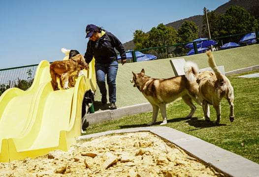 Tres perros jugando en la arena del parque de entrenamiento canino.