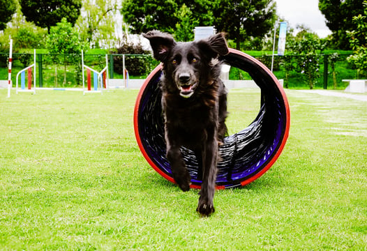 un perro negro entrenando en el parque de entrenamiento canino.