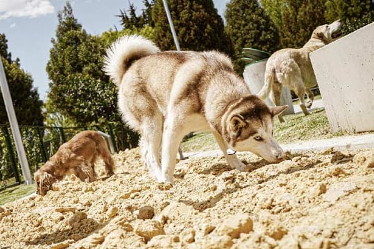 Tres perros oliendo la arena de la escuela de adiestramiento canino.