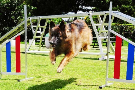 Mascota corriendo en la Escuela de Adiestramiento Canino Colsubsidio